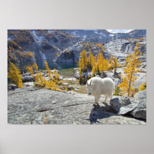 VS, WA, Alpine Lakes Wildernis Enchantments. Poster