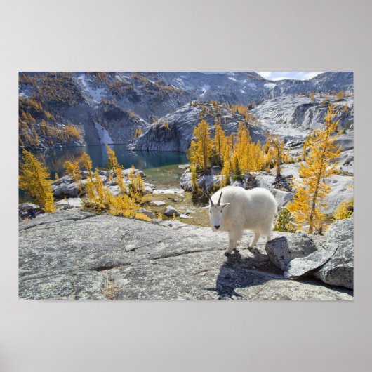 VS, WA, Alpine Lakes Wildernis Enchantments. Poster (Voorkant)