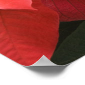 VS, WA, Red Poinsettia Detail (euhorbia) Poster (Hoek)