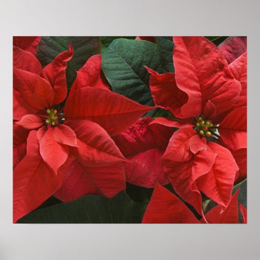 VS, WA, Red Poinsettia Detail (euhorbia) Poster (Voorkant)