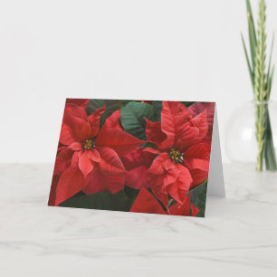 VS, WA, Red Poinsettia Detail (Euphorbia) Feestdagen Kaart