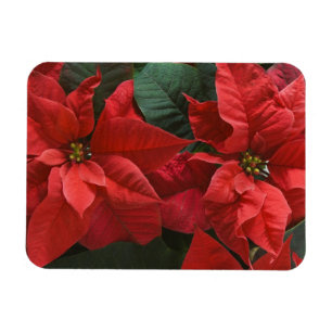 VS, WA, Rode Poinsettia Detail (Euphorbia Magneet