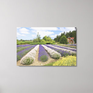 VS, WA, Sequim, Purple Haze Lavender Farm Canvas Afdruk
