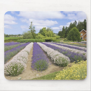 VS, WA, Sequim, Purple Haze Lavender Farm Muismat