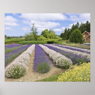 VS, WA, Sequim, Purple Haze Lavender Farm Poster