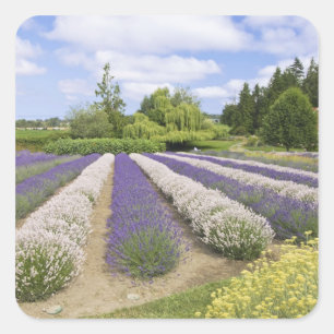 VS, WA, Sequim, Purple Haze Lavender Farm Vierkante Sticker