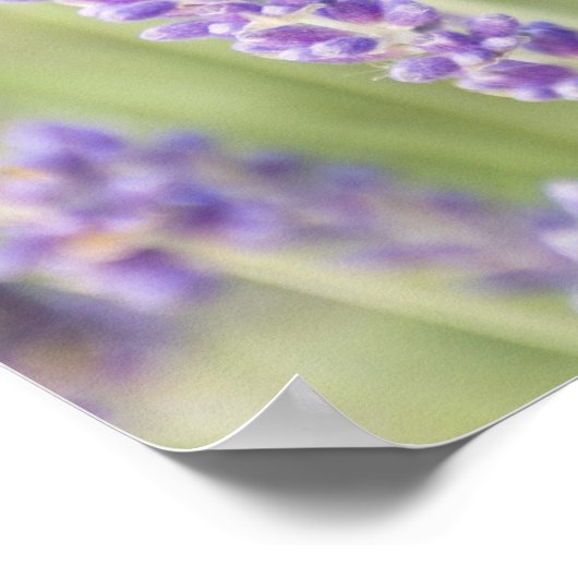 VS, WA, Squim, Lavendar (Selectieve focus) Poster (Hoek)