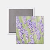 VS, WA, Squim, Lavendel (Selectieve Focus) Magneet (Voorkant / Achterkant)