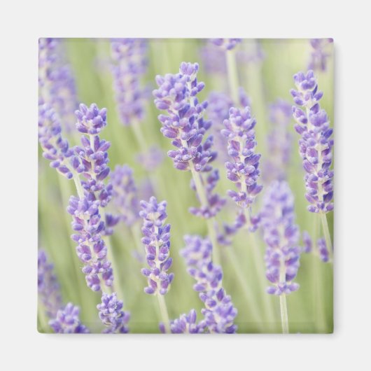 VS, WA, Squim, Lavendel (Selectieve Focus) Magneet (Voorkant)