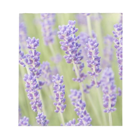 VS, WA, Squim, Lavendel (Selectieve Focus) Notitieblok (Voorkant)