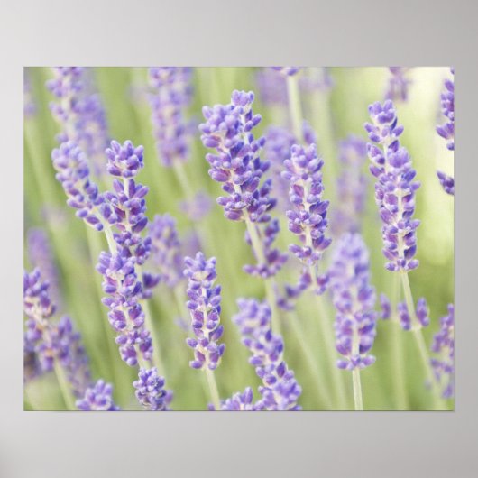 VS, WA, Squim, Lavendel (Selectieve Focus) Poster (Voorkant)