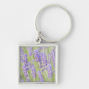 VS, WA, Squim, Lavendel (Selectieve Focus) Sleutelhanger