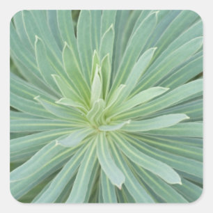 VS, Washington, Bellevue, Bellevue Botanical 4 Vierkante Sticker