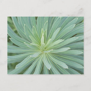 VS, Washington, Bellevue, Bellevue Botanische tuin Briefkaart