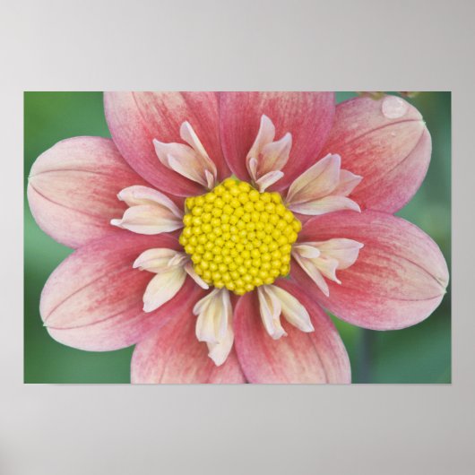 VS, Washington, Bellevue, Bellevue Botanische tuin Poster (Voorkant)