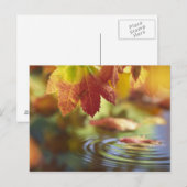 VS, Washington, Bellingham, Close-up van herfst Briefkaart (Voorkant / Achterkant)