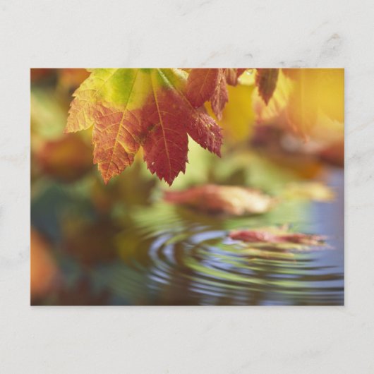 VS, Washington, Bellingham, Close-up van herfst Briefkaart (Voorkant)