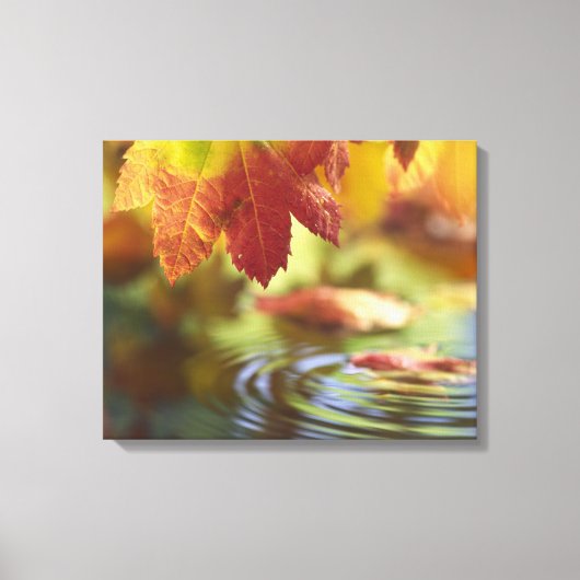 VS, Washington, Bellingham, Close-up van herfst Canvas Afdruk (Voorkant)