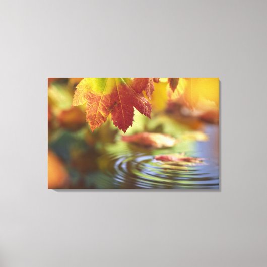 VS, Washington, Bellingham, Close-up van herfst Canvas Afdruk (Voorkant)