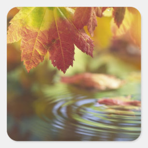 VS, Washington, Bellingham, Close-up van herfst Vierkante Sticker