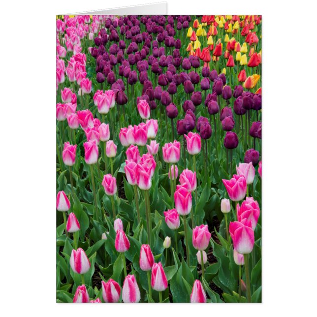 VS, Washington. Bloeiende tulpen (Voorkant)