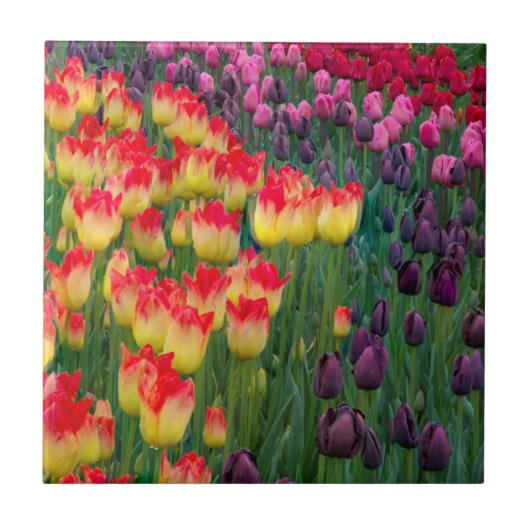VS, Washington. Bloeiende tulpen 2 Tegeltje (Voorkant)