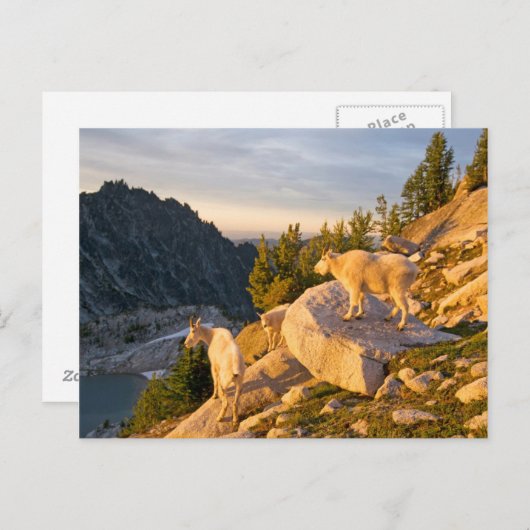 VS, Washington, Cascade Range 4 Briefkaart (Voorkant / Achterkant)