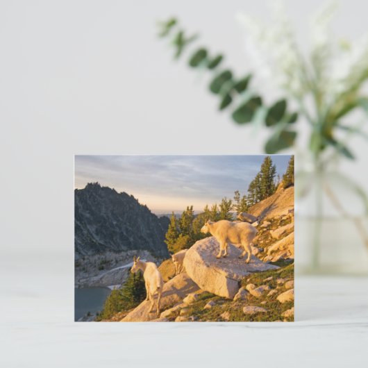 VS, Washington, Cascade Range 4 Briefkaart (Staand voorkant)