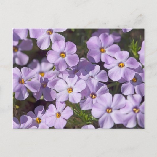 VS, Washington, Cascade Range 6 Briefkaart (Voorkant)