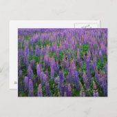 VS, Washington, Clallam County, Lupine Briefkaart (Voorkant / Achterkant)