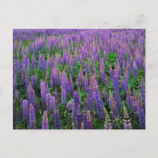 VS, Washington, Clallam County, Lupine Briefkaart (Voorkant)