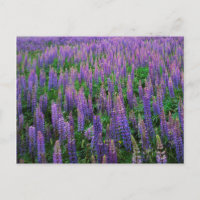 VS, Washington, Clallam County, Lupine