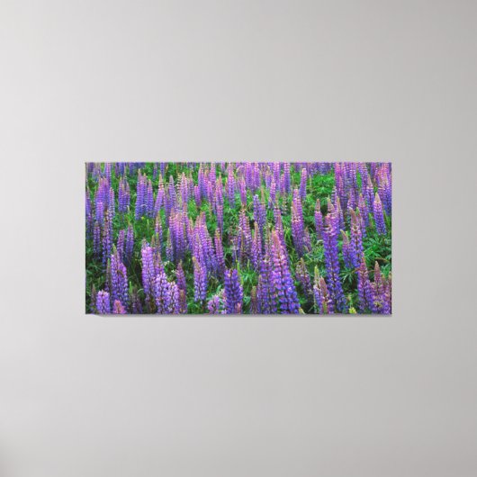 VS, Washington, Clallam County, Lupine Canvas Afdruk (Voorkant)
