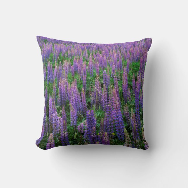 VS, Washington, Clallam County, Lupine Kussen (Voorkant)