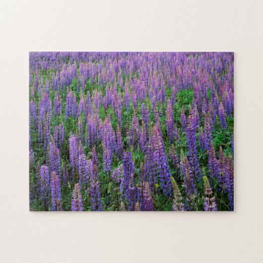 VS, Washington, Clallam County, Lupine Legpuzzel (Horizontaal)