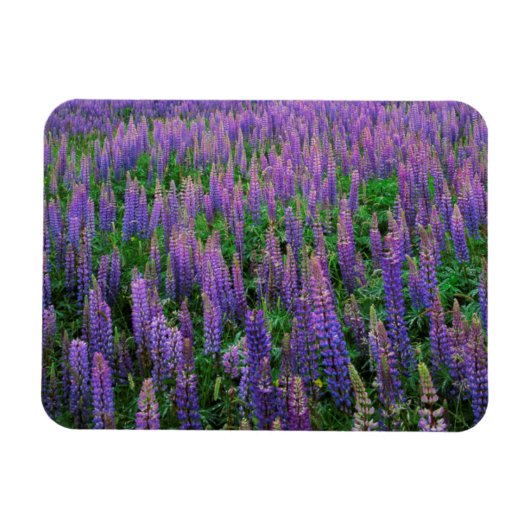 VS, Washington, Clallam County, Lupine Magneet (Horizontaal)