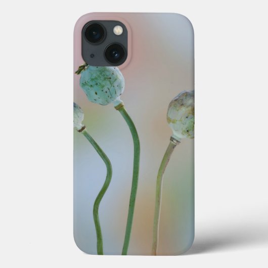 VS, Washington. Close-up van kleurrijke klaproosza Case-Mate iPhone Case (Achterkant)