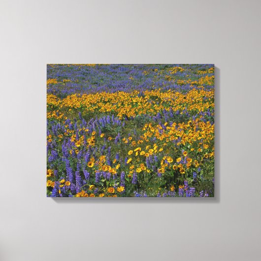 VS, Washington, Columbia River Gorge National Canvas Afdruk (Voorkant)