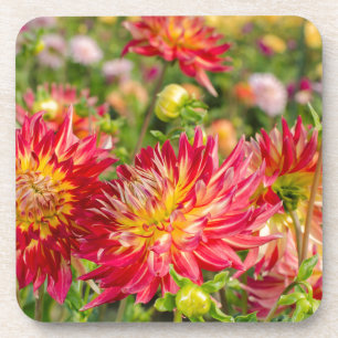 VS, Washington. Dahlia Bloemen In Tuin Bier Onderzetter