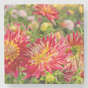 VS, Washington. Dahlia Bloemen In Tuin Stenen Onderzetter