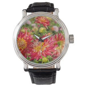 VS, Washington. Dahlia Flowers in de tuin Horloge
