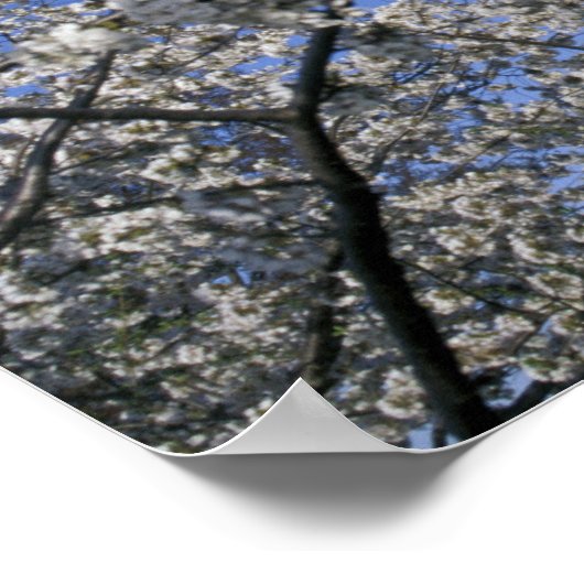 VS, Washington DC. Cherry Blossom Festival en 2 Poster (Hoek)