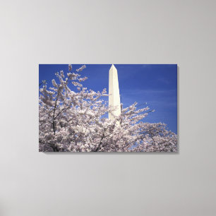 VS, Washington DC. Cherry Blossom Festival en Canvas Afdruk