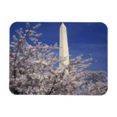 VS, Washington DC. Cherry Blossom Festival en Magneet (Horizontaal)