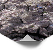 VS, Washington DC. Cherry Blossom Festival en Poster (Hoek)