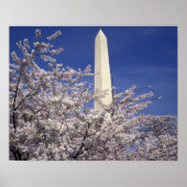 VS, Washington DC. Cherry Blossom Festival en Poster (Voorkant)