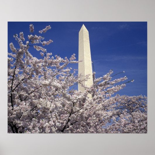 VS, Washington DC. Cherry Blossom Festival en Poster (Voorkant)