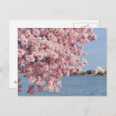 VS, Washington DC, Cherry tree Briefkaart (Voorkant / Achterkant)