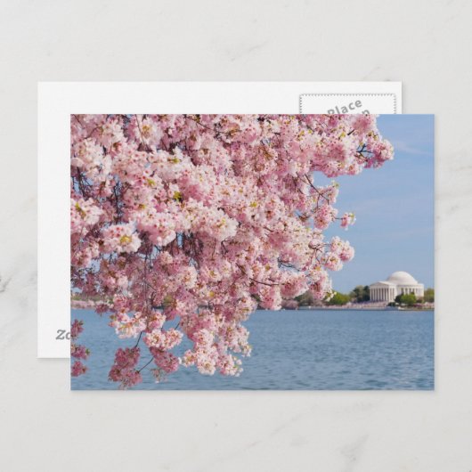 VS, Washington DC, Cherry tree Briefkaart (Voorkant / Achterkant)
