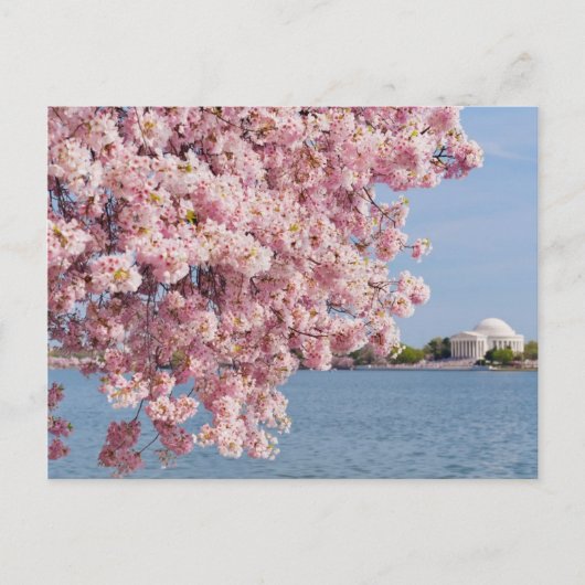 VS, Washington DC, Cherry tree Briefkaart (Voorkant)